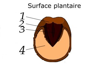 Galop 3 questionnaire 511