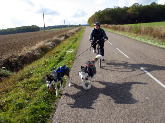 attelage avec loulou et erkan Img_1313