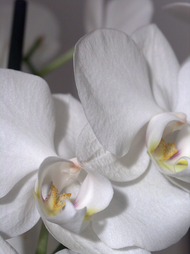 Soins des orchidées Hpim0015