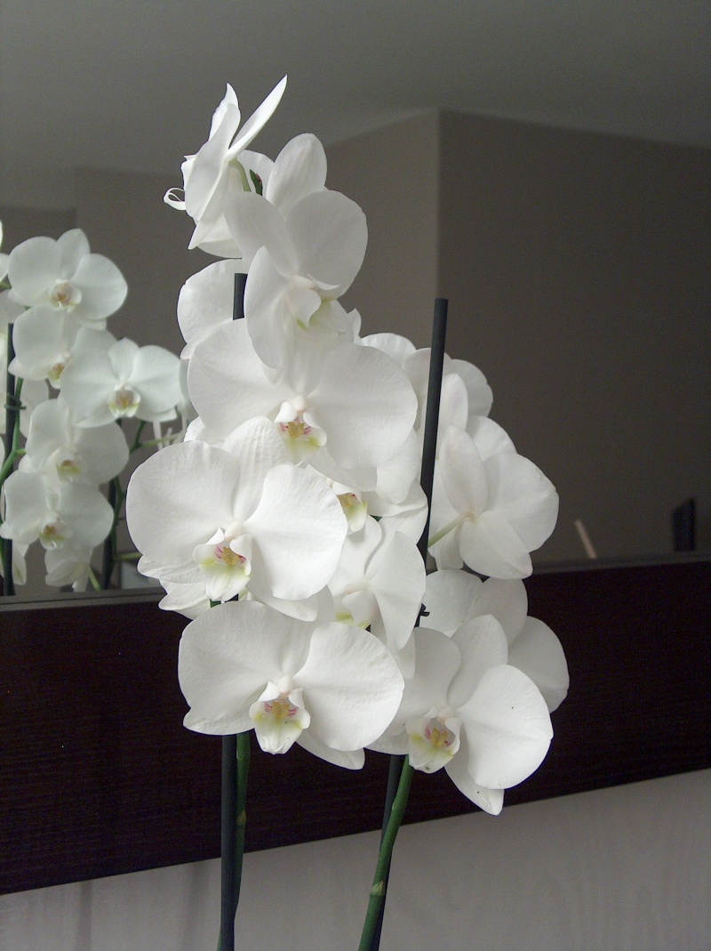 Soins des orchidées Hpim0016