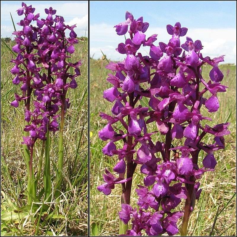 Identification d'une orchidée Anacam18