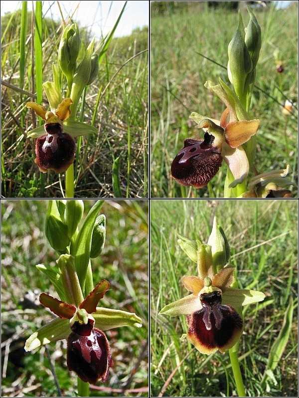Ophrys passionis ( Ophrys de la Passion ) Ophrys16
