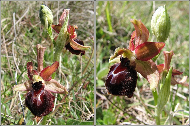 Ophrys passionis ( Ophrys de la Passion ) Ophrys26