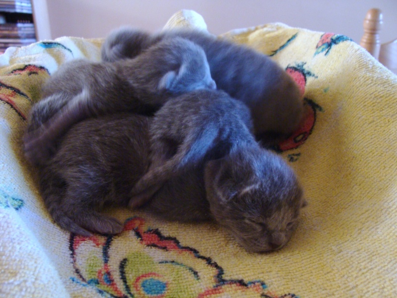 Kittens of Dwimorberg 02310