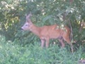 animaux - Animaux croisés sur la route pendant vos sorties en VH - Page 3 Chevre10