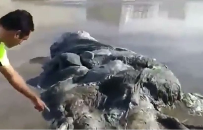 [Video] Une créature échouée sur une plage d’Acapulco 648x4110