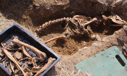 Un squelette de Canidé découvert dans des ruines (UK) Xxx110