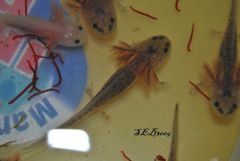 Repro Axolotl Dsc_0024