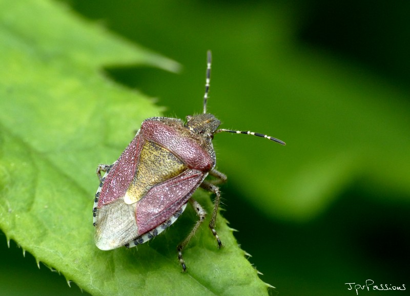 Dolycoris baccarum  P1170113