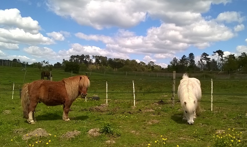 Poly, shet 11 ans (FA Lubberd) à adopter avec Neige !  - Page 5 Wp_20122