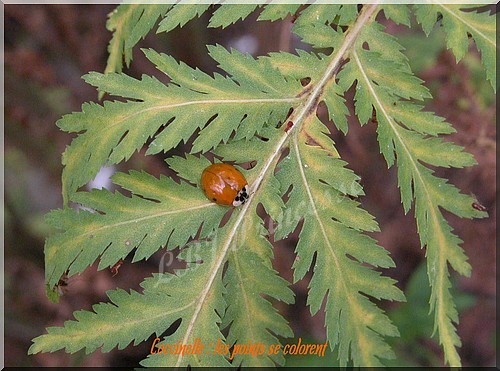 Coccinelle : cycle de vie Copie_22