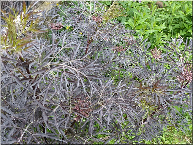 sambucus nigra black lace,sureau noir Surrea11