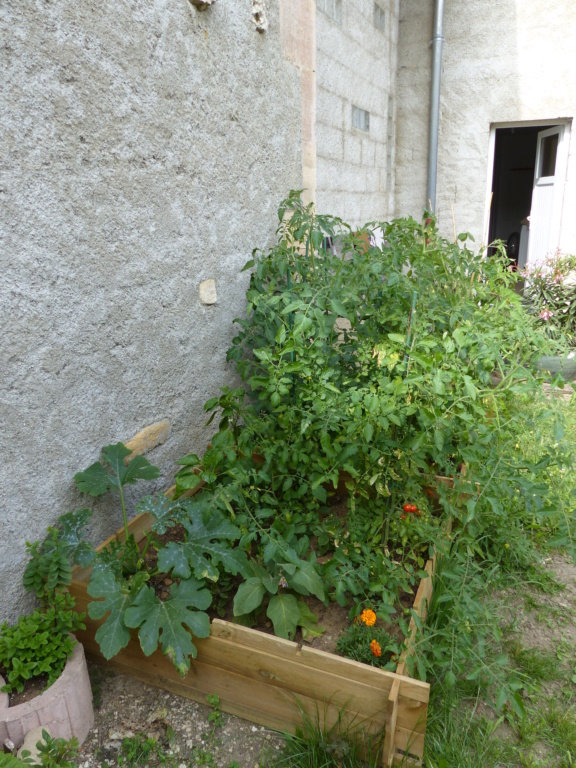 Potager "au naturel" P1070611