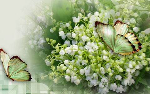 Joyeux Anniversaire Carine