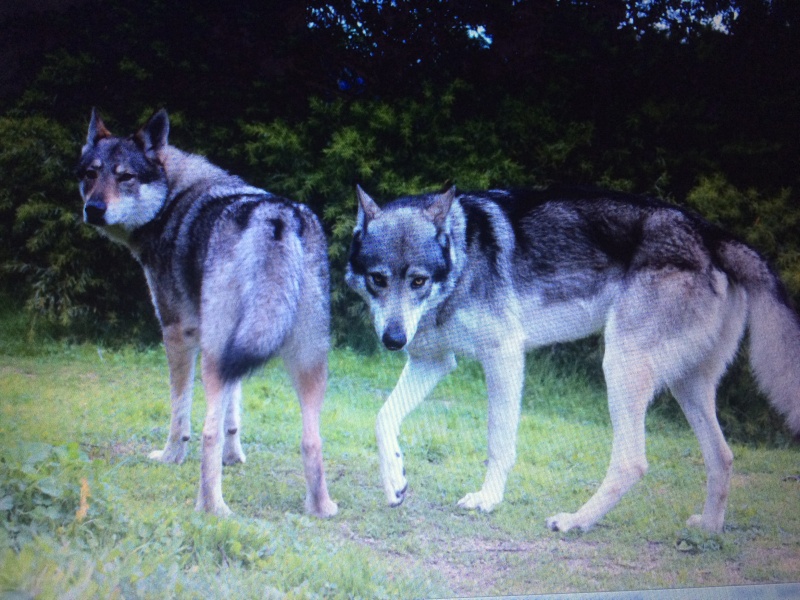 chien-loup tchécoslovaque Img_6710