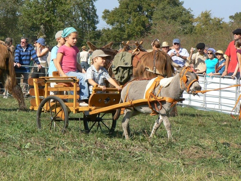 salon de la traction animale (Montmorillon 86) Enfant10