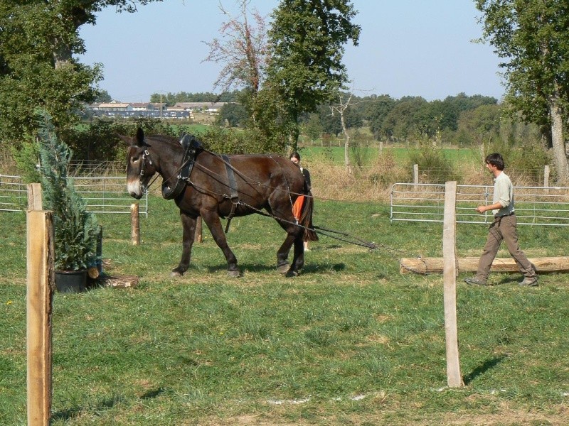 salon de la traction animale (Montmorillon 86) Mule_a10