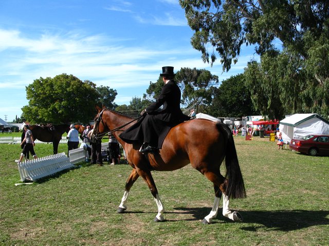 Horse of the year – 2009 Img_9248