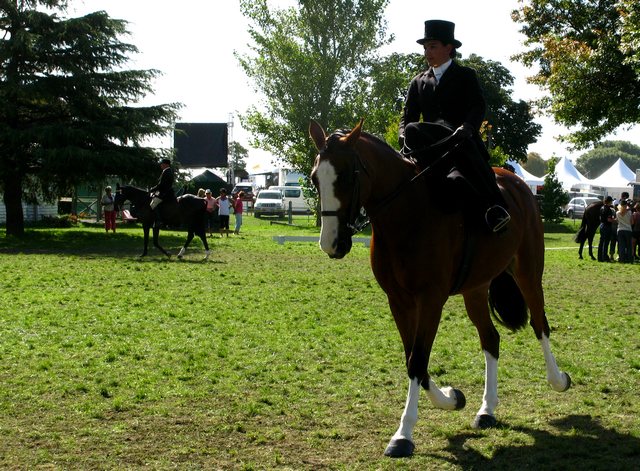 Horse of the year – 2009 Img_9250