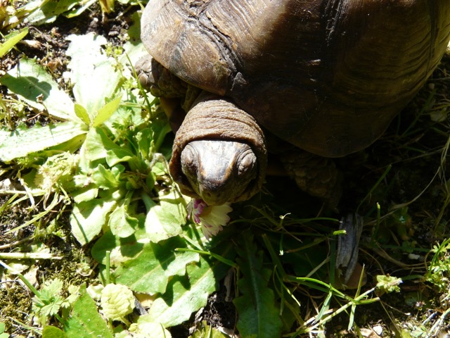 Identification d'une tortue Cid_0210