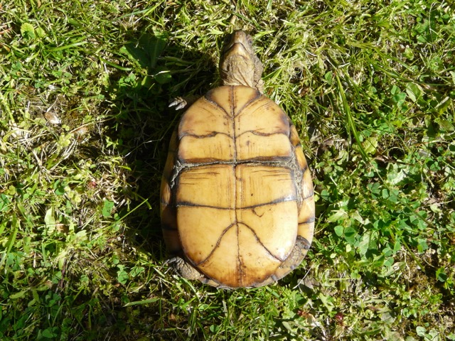 Identification d'une tortue Cid_0e10