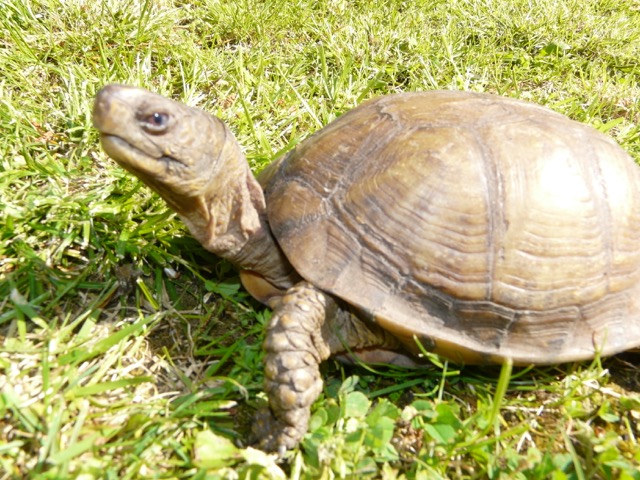 Identification d'une tortue Cid_1310