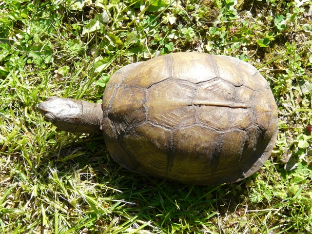 Identification d'une tortue Cid_3710