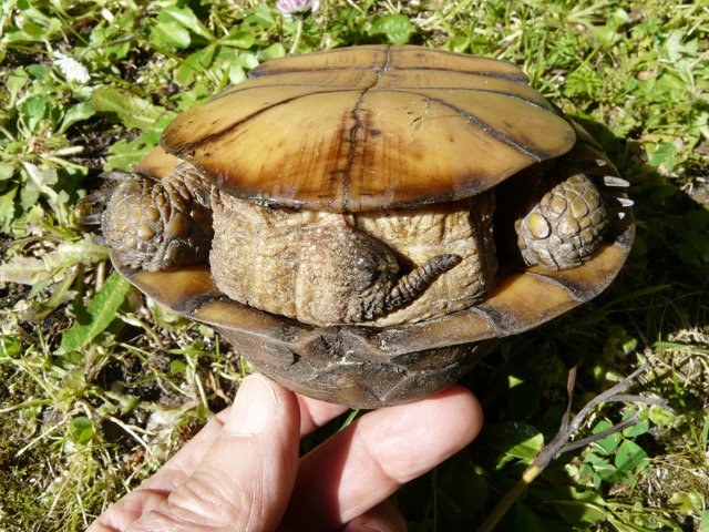 Identification d'une tortue Cid_6110