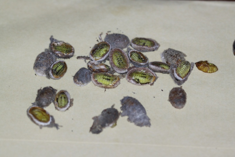 Parasa lepida (Limacodidae) - Notes d'elevage Img_8811