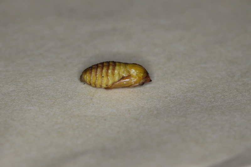 Parasa lepida (Limacodidae) - Notes d'elevage Img_8814