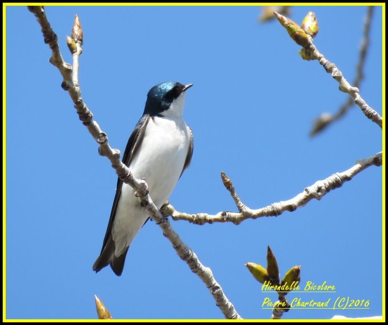 Petite Marche au Parc Bellerive Hirond11