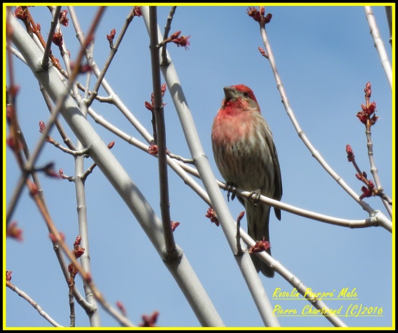 Petite Marche au Parc Bellerive Roseli11