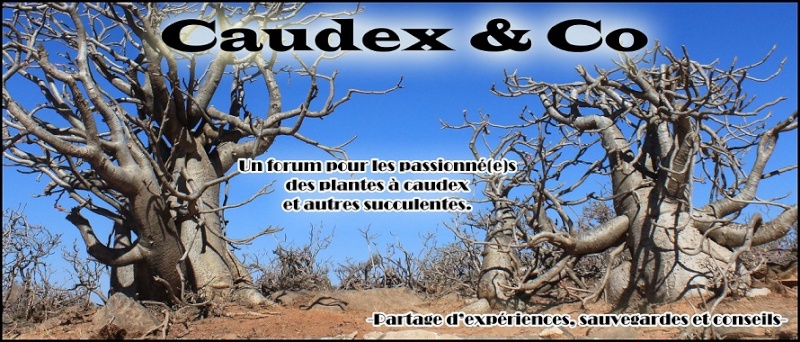 Caudex & Co 
