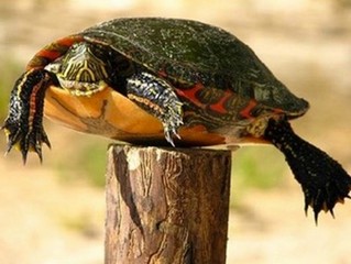 La tortue piquet Tortue11