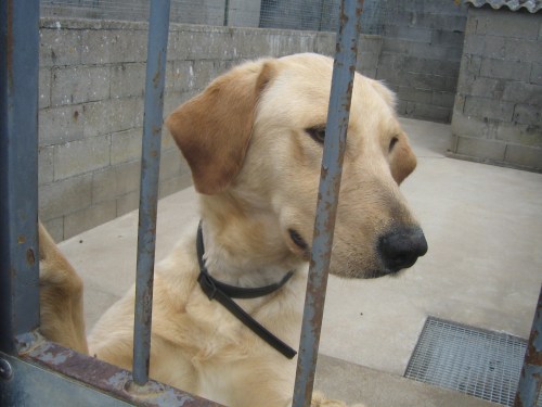 BIMBO labrador  2 ans en fourriere (79 ) Bimbo314