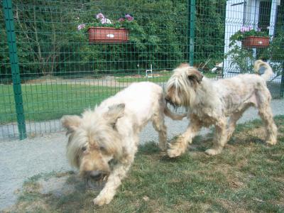 24 heures de délai 2 briards F 9 ans et 4 ans (85) Briard13