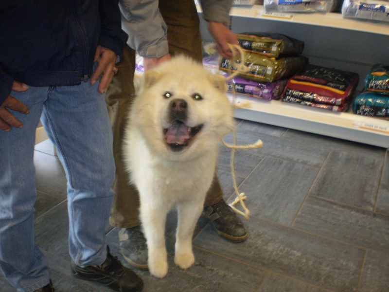 chow - SHARKY XCHOW CHOW 9 ANS FAM independant et calin ( 07 DECEDE Charky12