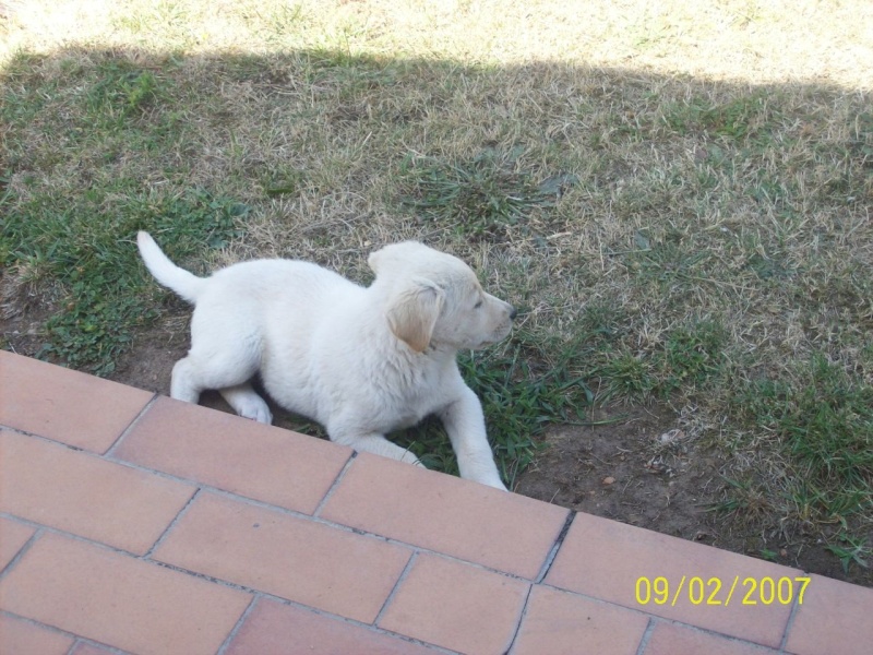 ELLA ELOA  ENYA  croisées labrador  /chow chow 2 mois (79 ) Ella2210