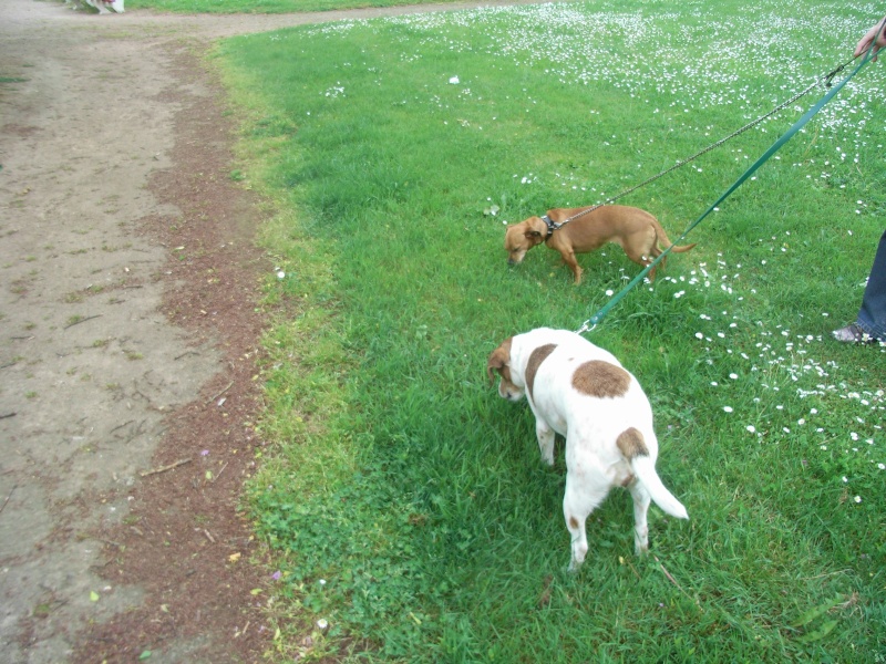 FIFILLE & MIRZA, croisée beagle (6 ans) et croisée teckel (7 ans) - A adopter ensemble Fifill12