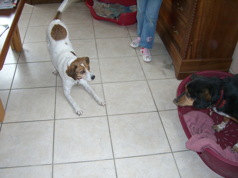 fifille et mirza croisée teckel 2003 et croisée beagle 2002 actuellement en FA Juin_210