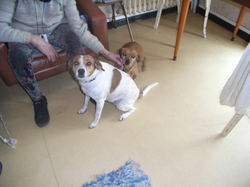 FIFILLE & MIRZA, croisée beagle (6 ans) et croisée teckel (7 ans) - A adopter ensemble Les_210