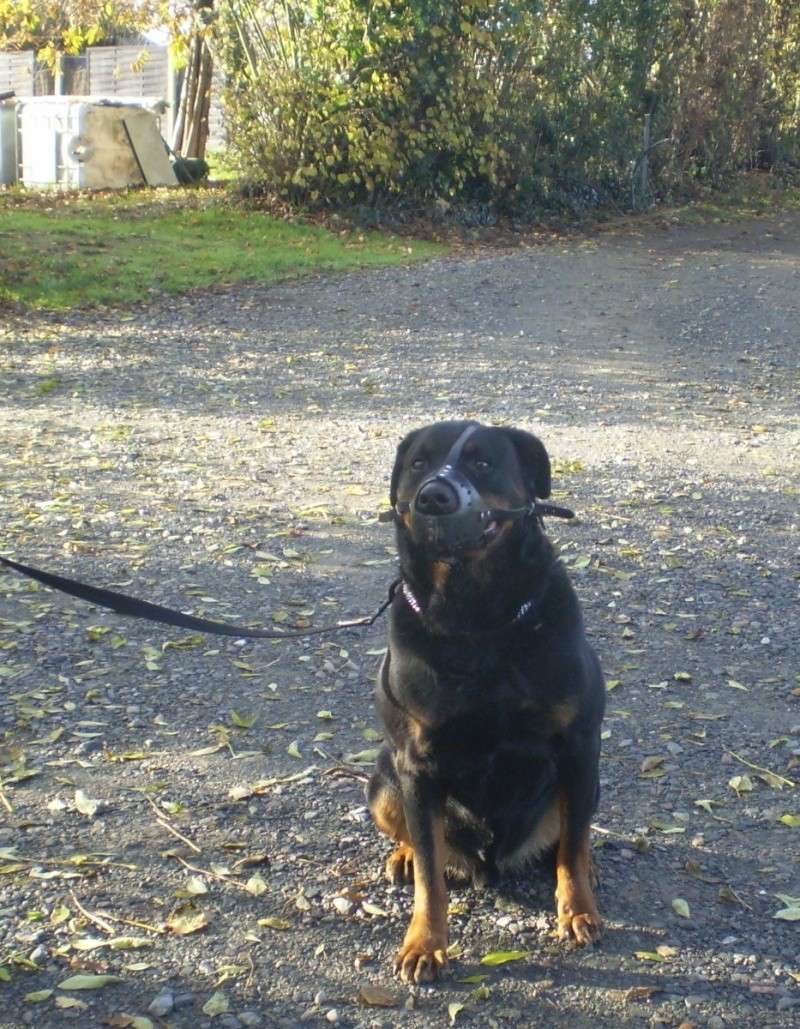 Pacha, Rottweiler de 11 ans, n'a jamais connu le bonheur - En pension (85) P9180113