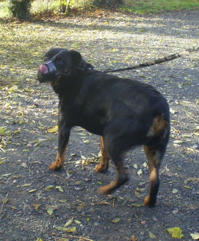 Pacha, Rottweiler de 11 ans, n'a jamais connu le bonheur - En pension (85) P9180114