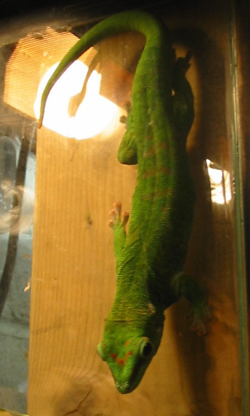 exotarium Gecko10