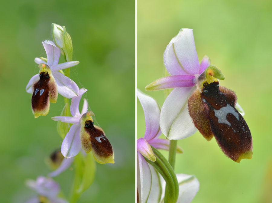 Ophrys lunulata Jlr_3911