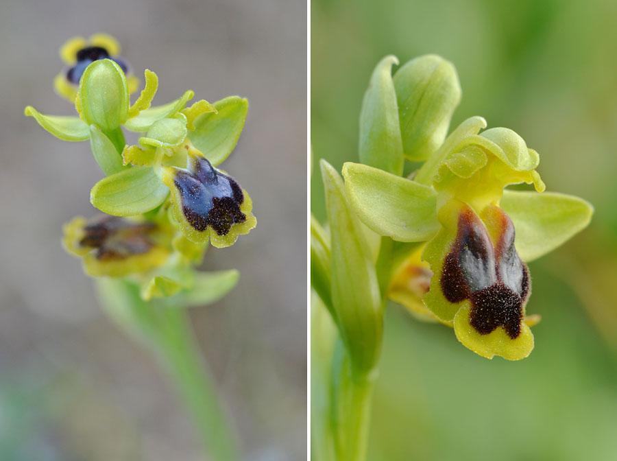 Ophrys laurensis Jlr_4211