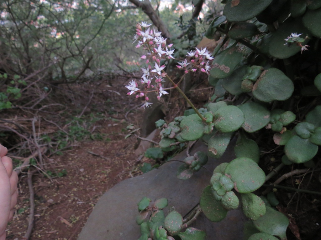 Orchidées de Madère en Mai 2016 Img_5010