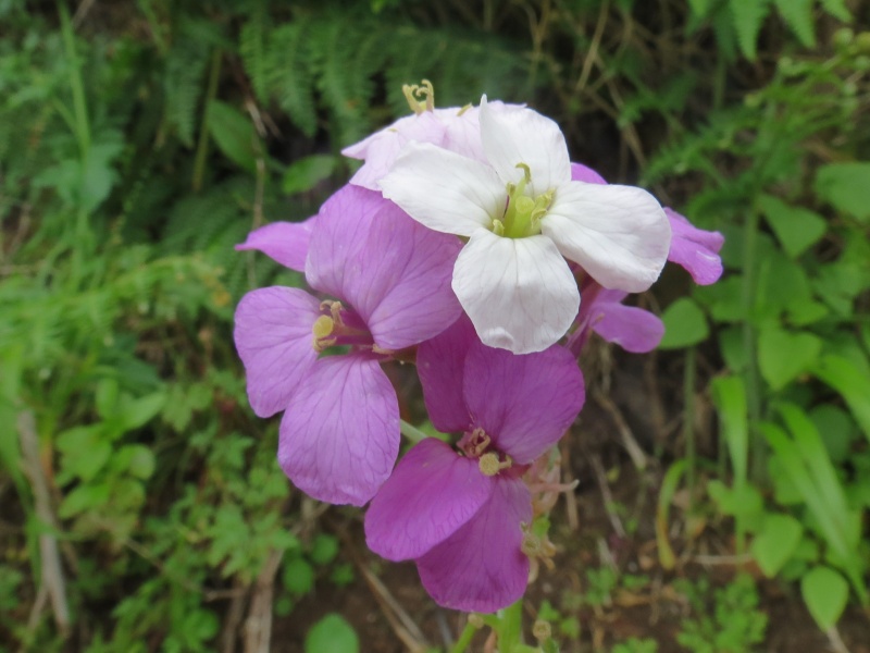 Orchidées de Madère en Mai 2016 Img_5114