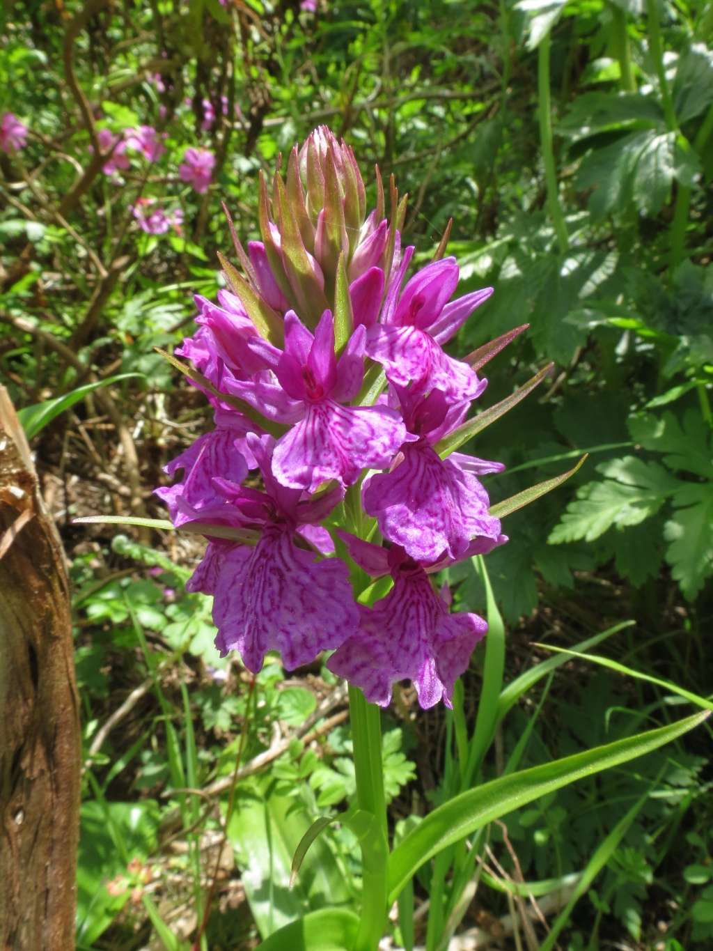 Orchidées de Madère en Mai 2016 Img_6613