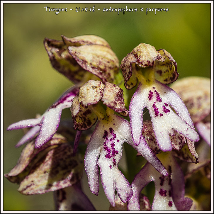 Orchis anthropophora × purpurea (Orchis ×meilsheimeri) 16052120